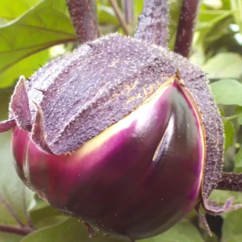 Barbarella Purple Eggplant Vegetable Seeds - Image 2