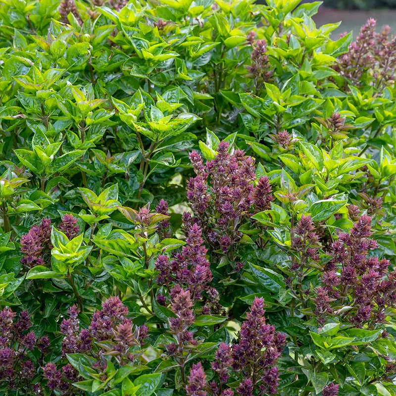 Basil, Batik - Image 2
