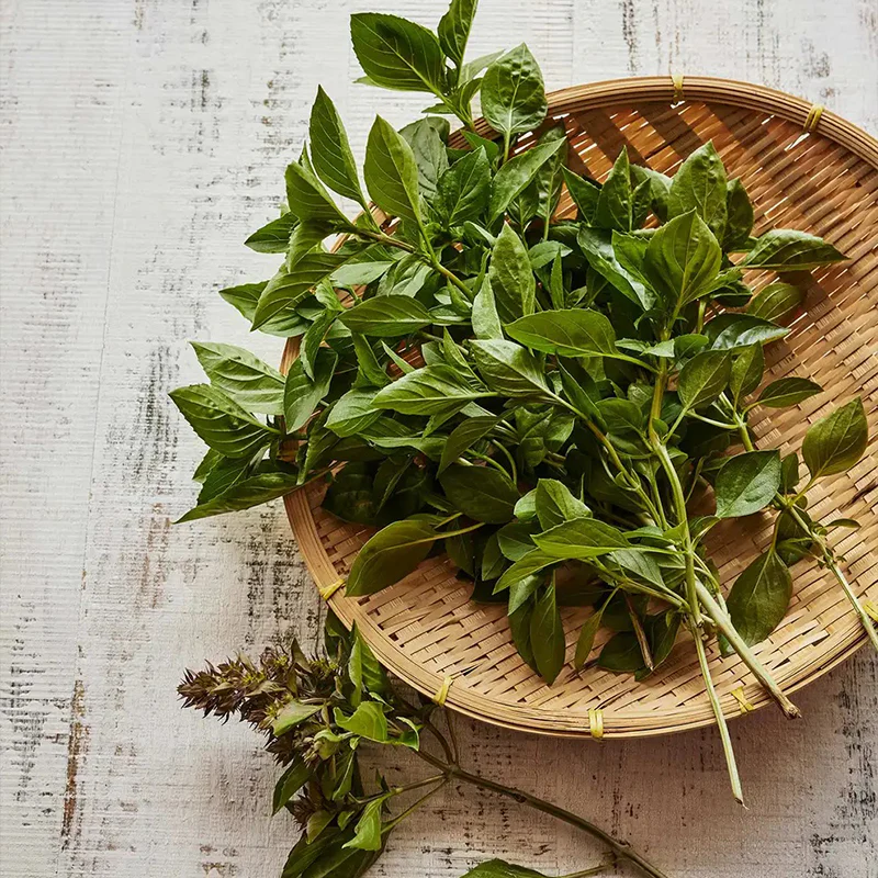Basil, Batik - Image 3