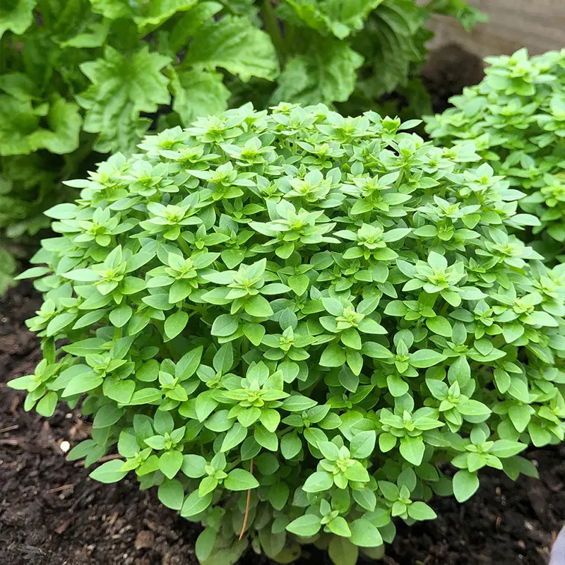 Basil, Boxwood - Image 3