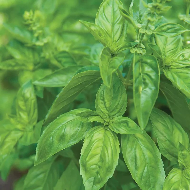 Basil, Genovese - Image 3