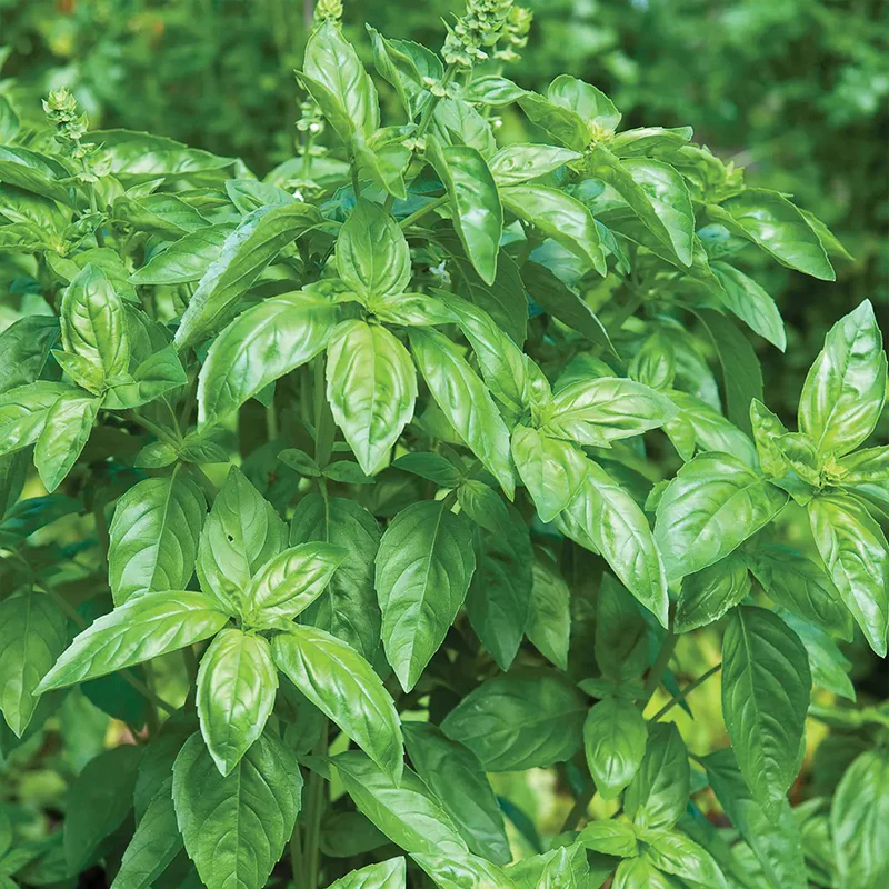 Basil, Genovese - Image 4