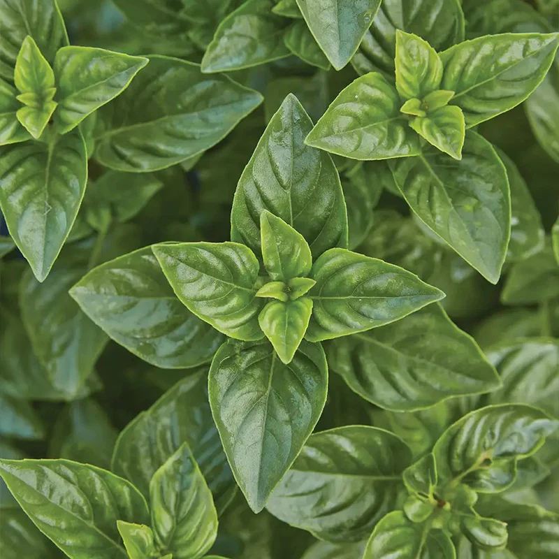 Basil, Lemon scented, Limoncello - Image 2