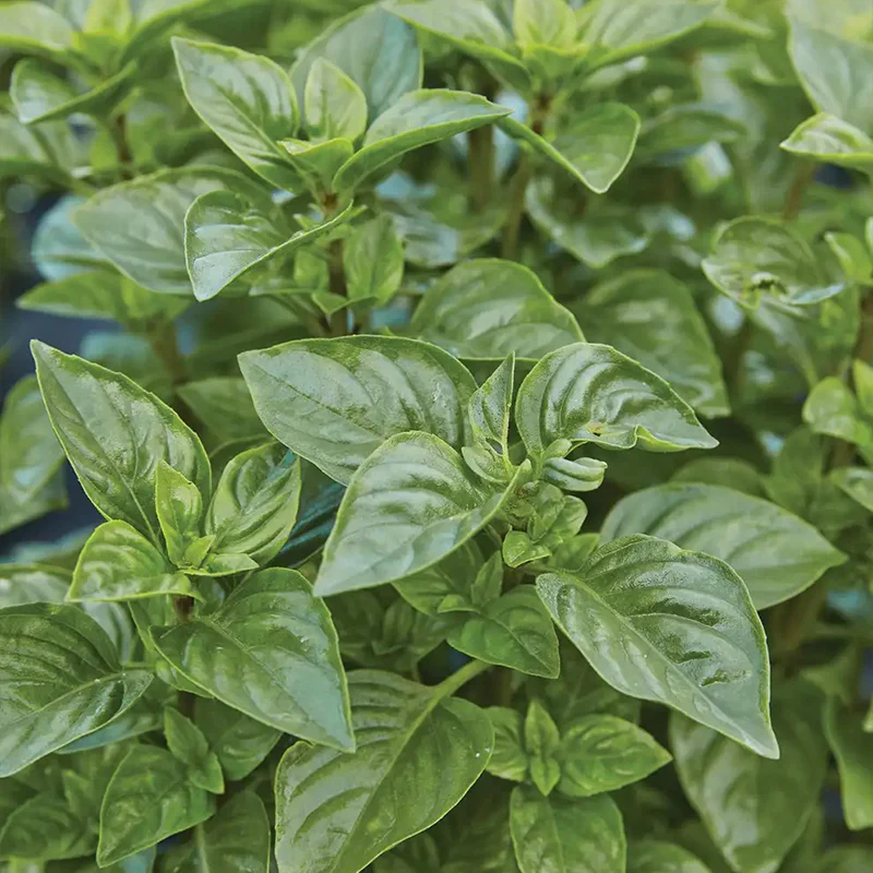 Basil, Lemon scented, Limoncello - Image 3