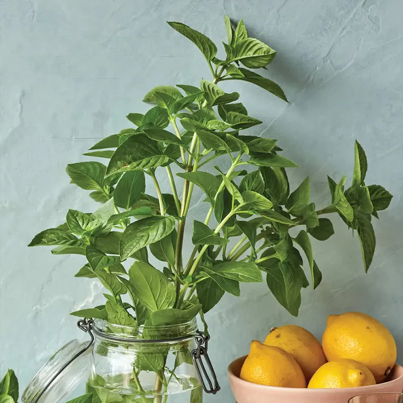Basil, Lemon scented, Limoncello - Image 4