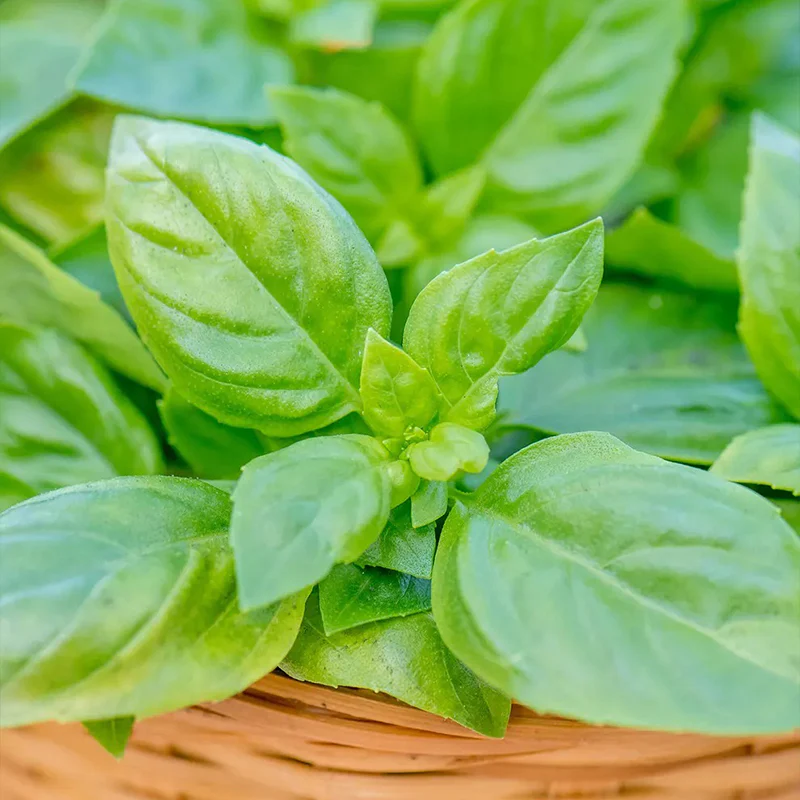 Basil, Pesto Party - Image 2