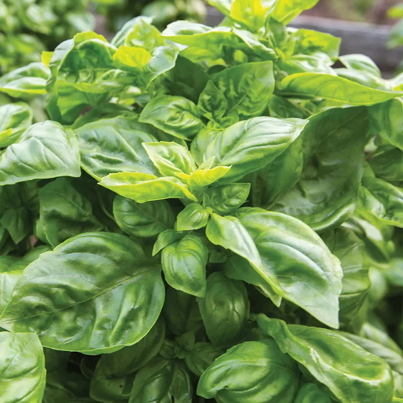 Basil, Pesto Party - Image 3