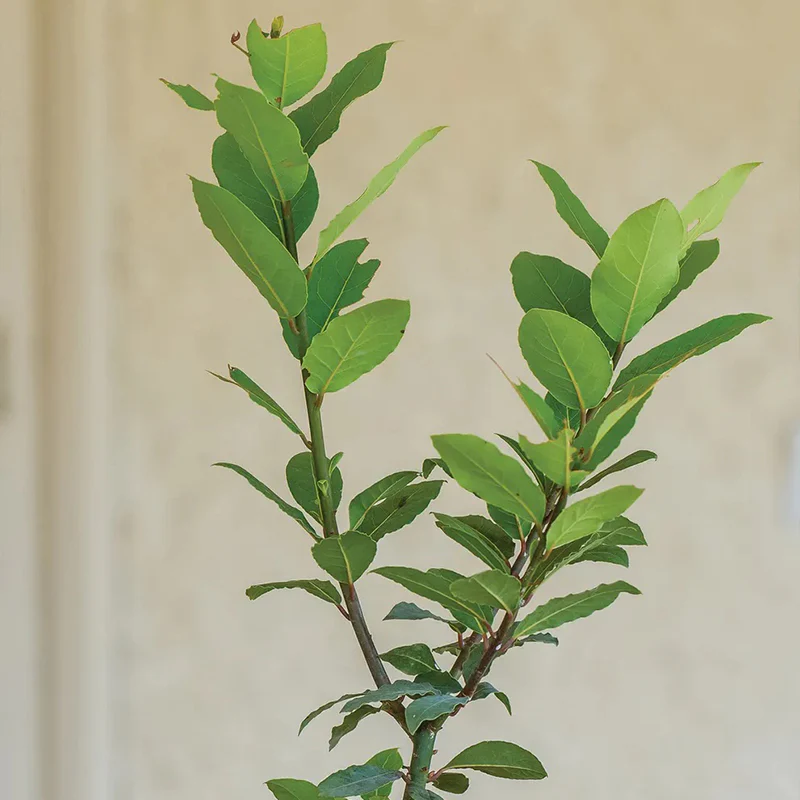 Bay Laurel - Image 3