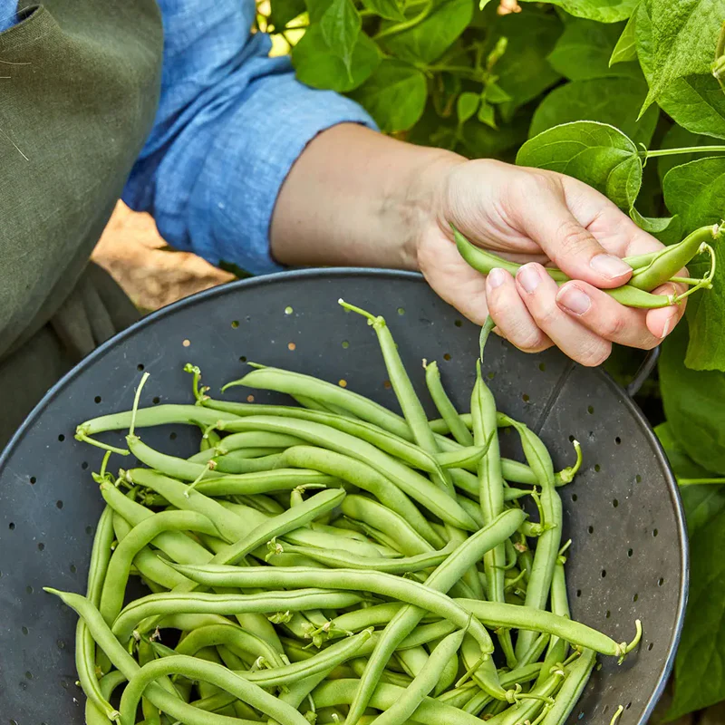Bean, Bush, Blue Lake 274 - Image 3