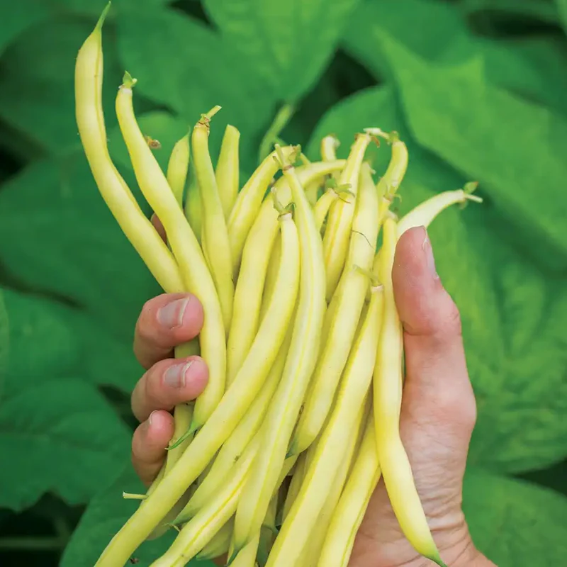 Bean, Bush, Gold Mine - Image 3