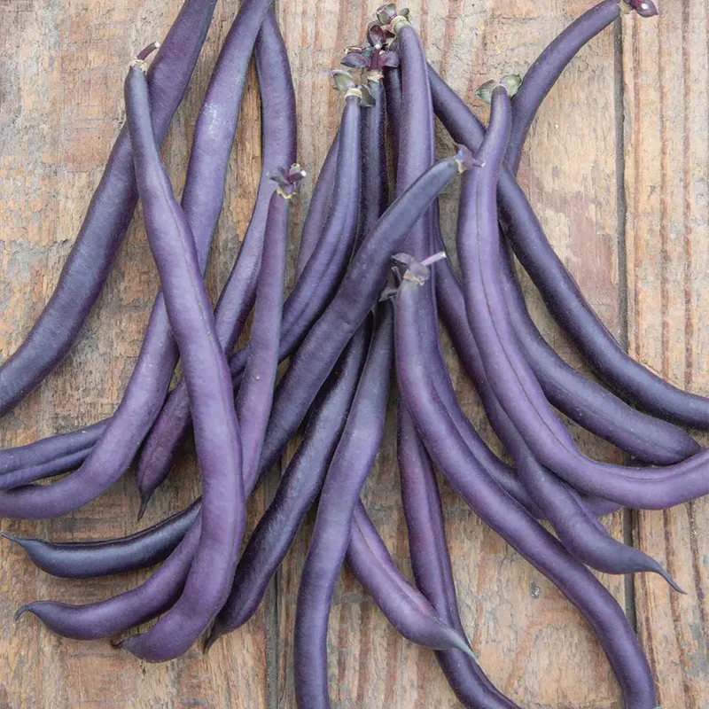 Bean, Bush, Purple Queen - Image 3