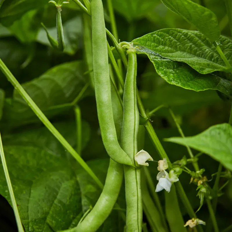 Bean, Bush, Stringless Green Pod - Image 2