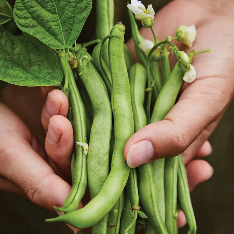 Bean, Bush, Stringless Green Pod - Image 3