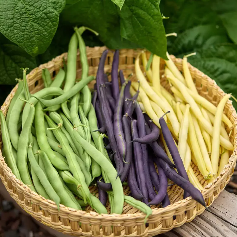 Bean, Three Color Blend - Image 2
