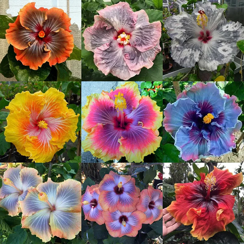 Beautiful Cosmic Dancer Hibiscus