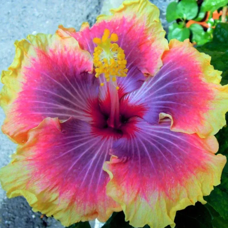 Beautiful Cosmic Dancer Hibiscus - Image 3