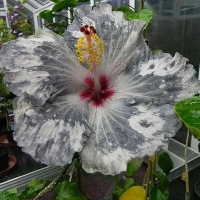 Beautiful Cosmic Dancer Hibiscus - Image 4