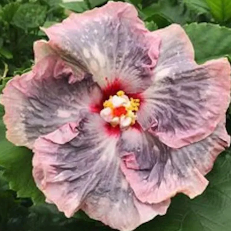 Beautiful Cosmic Dancer Hibiscus - Image 5