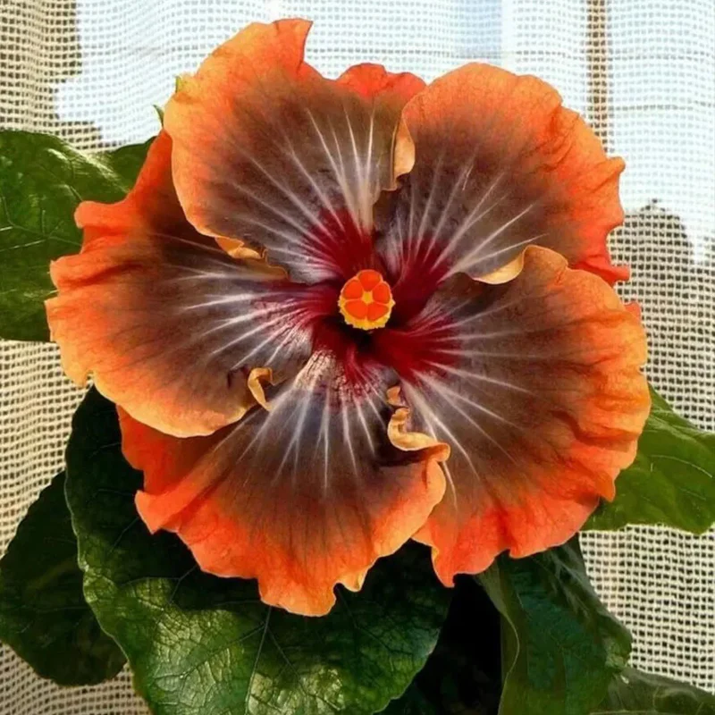 Beautiful Cosmic Dancer Hibiscus - Image 6