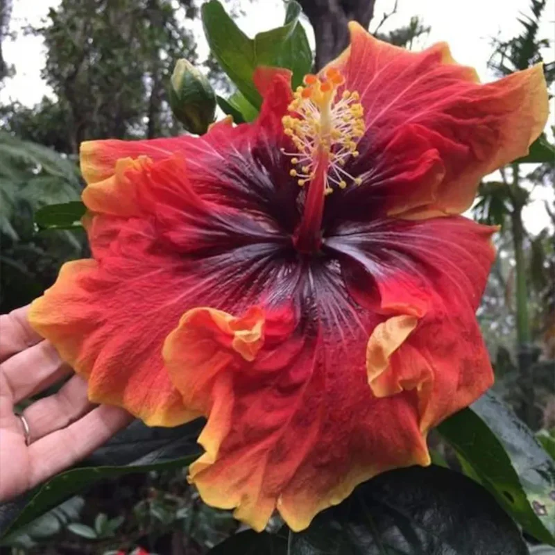Beautiful Cosmic Dancer Hibiscus - Image 8