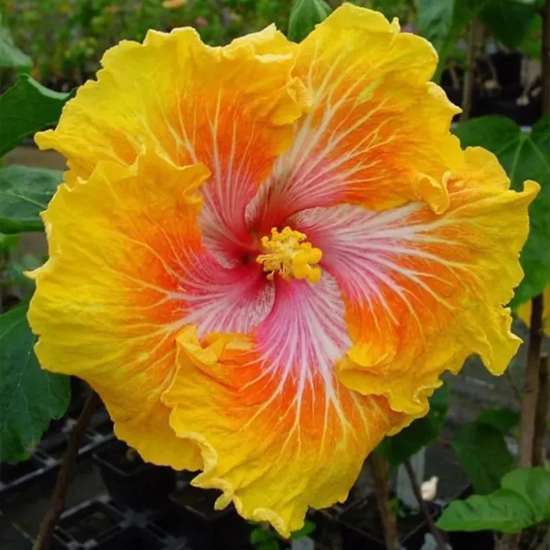 Beautiful Cosmic Dancer Hibiscus - Image 9