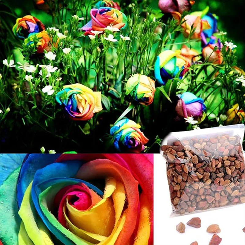 Beautiful Rainbow Rose Seeds Multi-colored Rose Seeds Rose Flower Seeds - Image 2