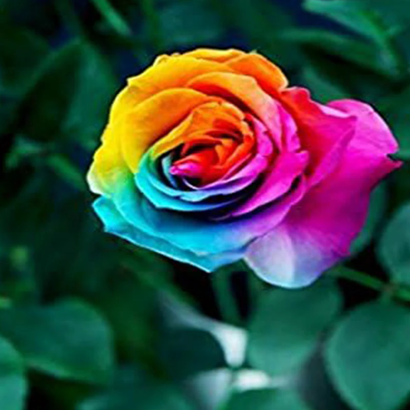 Beautiful Rainbow Rose Seeds Multi-colored Rose Seeds Rose Flower Seeds - Image 3
