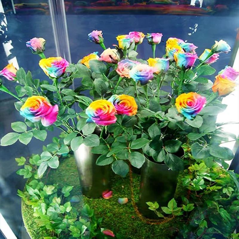 Beautiful Rainbow Rose Seeds Multi-colored Rose Seeds Rose Flower Seeds - Image 4