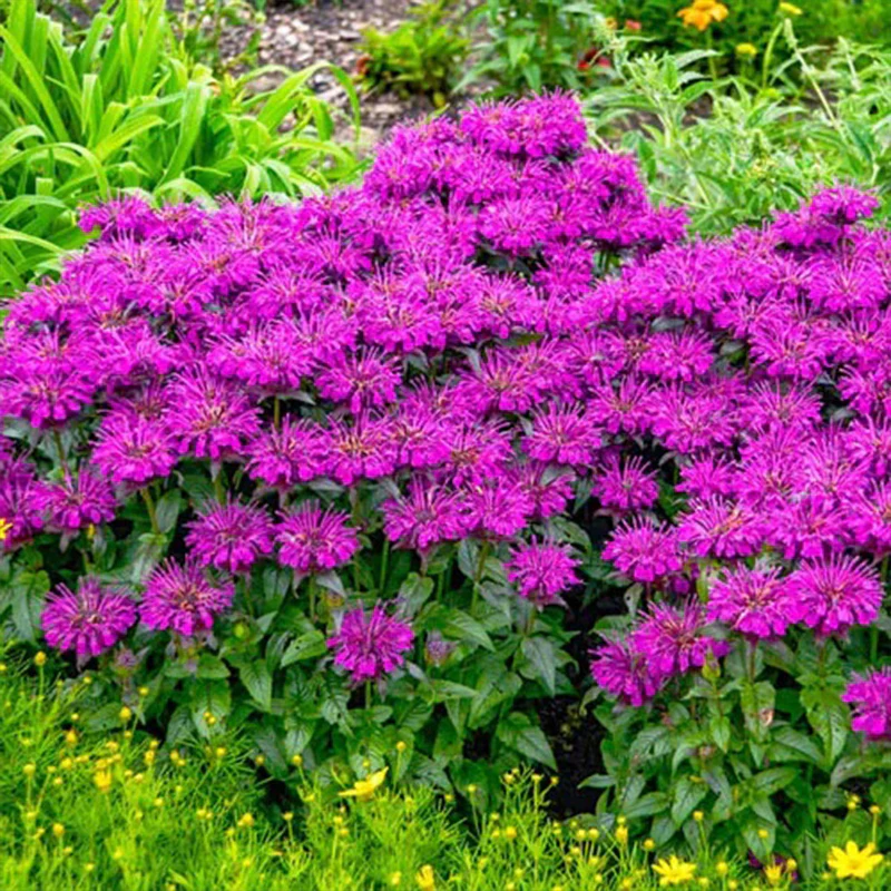 Bee Balm Collection - Image 4