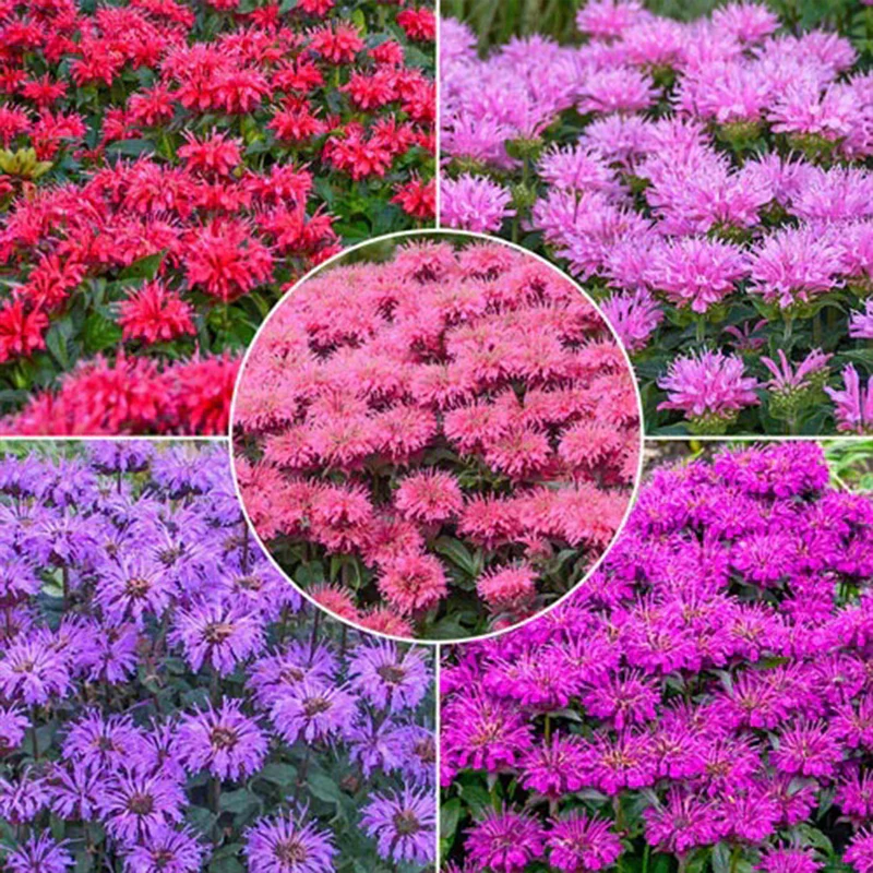 Bee Balm Collection - Image 6