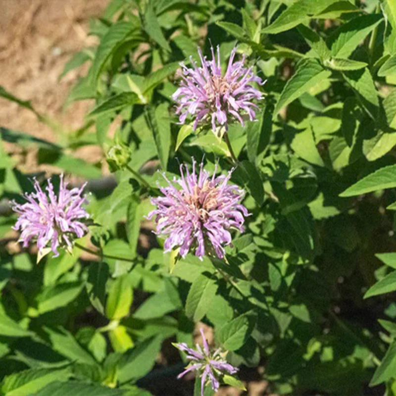 Bee Balm (Wild Bergamot Lavender) - Image 6