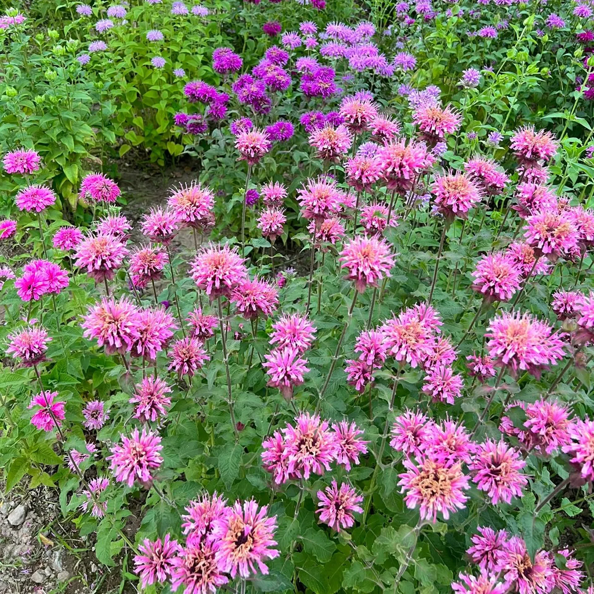 Bee Balm - Wild Bergamot Seeds - Image 4
