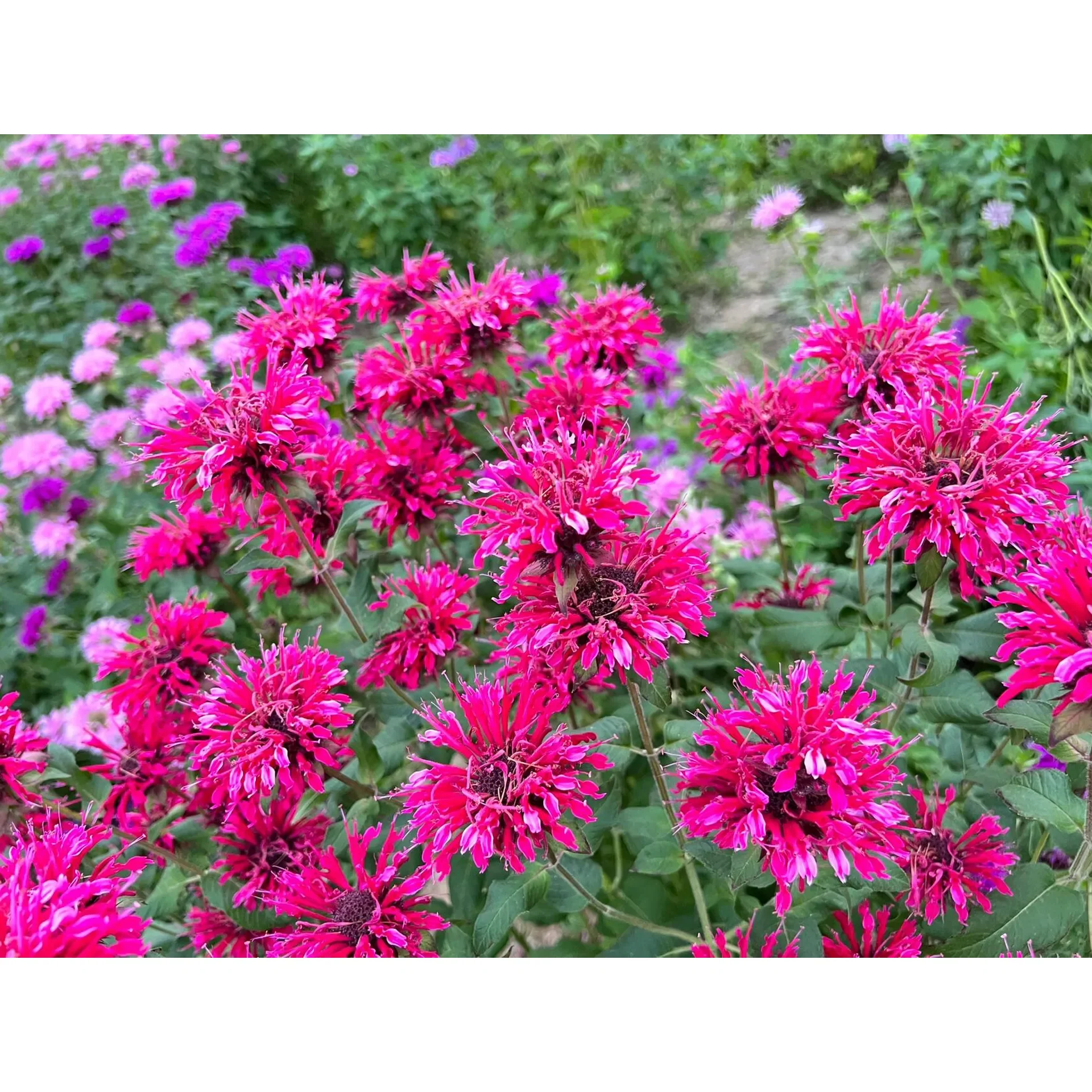 Bee Balm - Wild Bergamot Seeds - Image 6