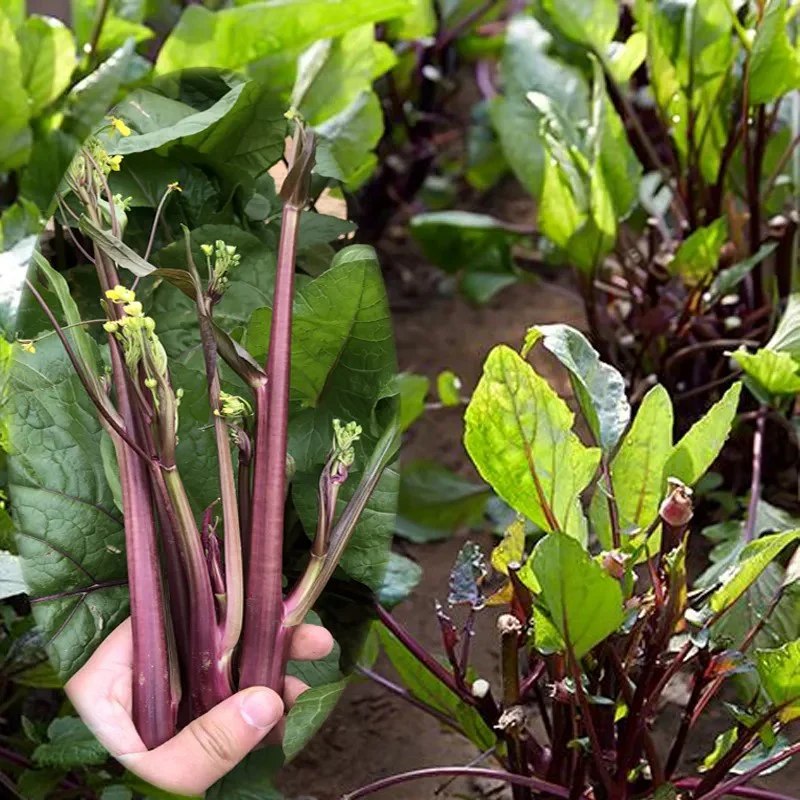 Beetroot Under The Snow Seeds - Image 2