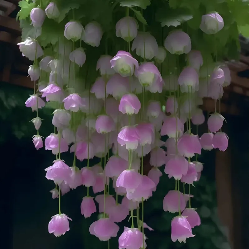 Begonia flower Seeds - Image 3