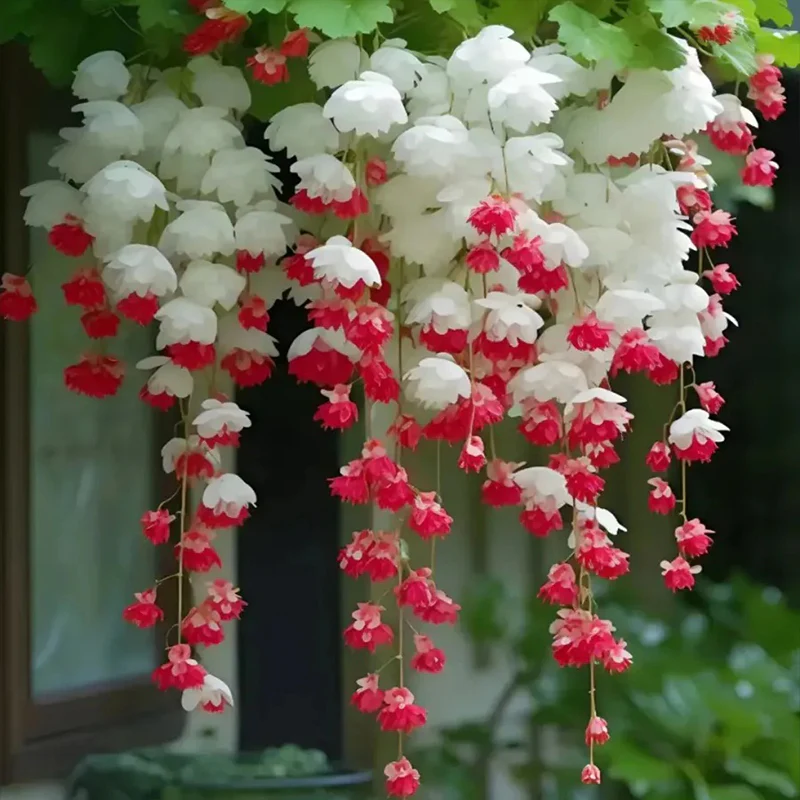 Begonia flower Seeds - Image 4