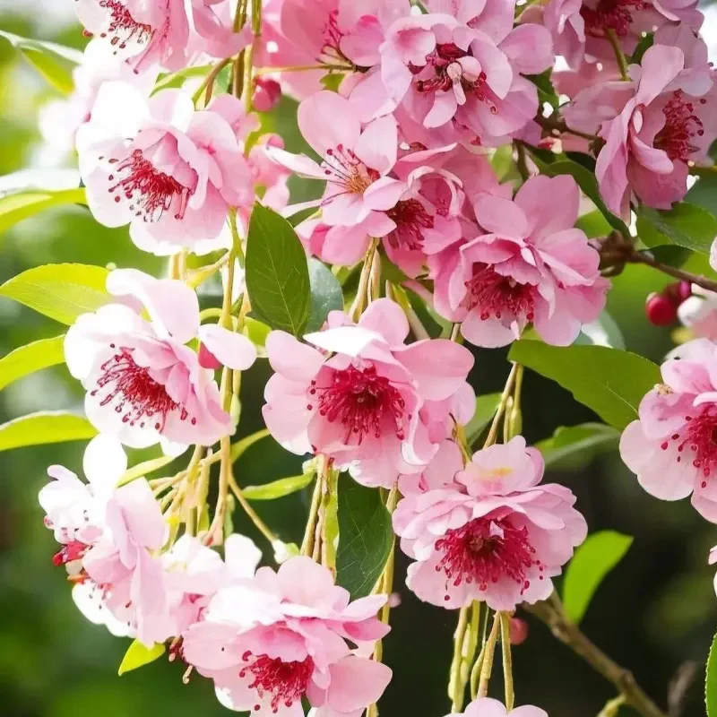 Begonia flowers Seeds - Image 11