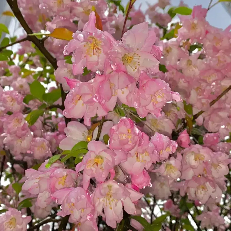 Begonia flowers Seeds - Image 14