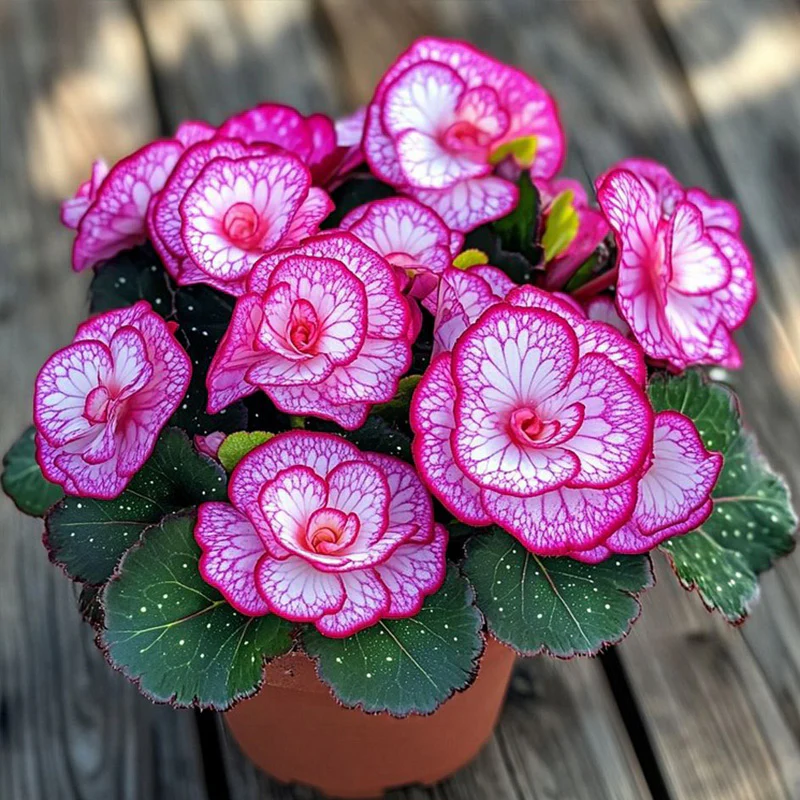 Begonia Rex 'Peppermint Twist' Seeds - Image 2