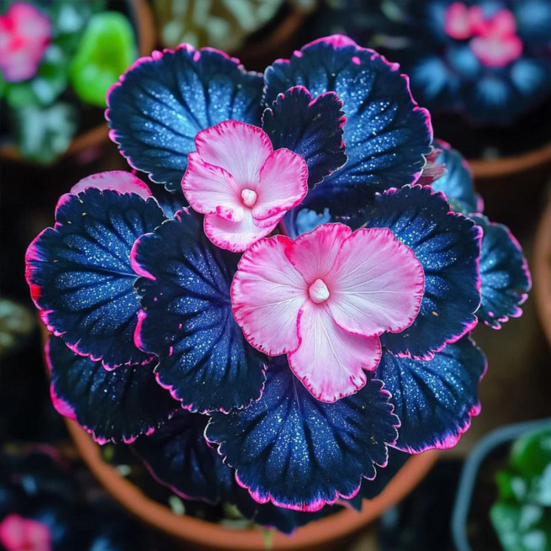 Begonia Rex 'Pink Lightning' Seeds - Image 2