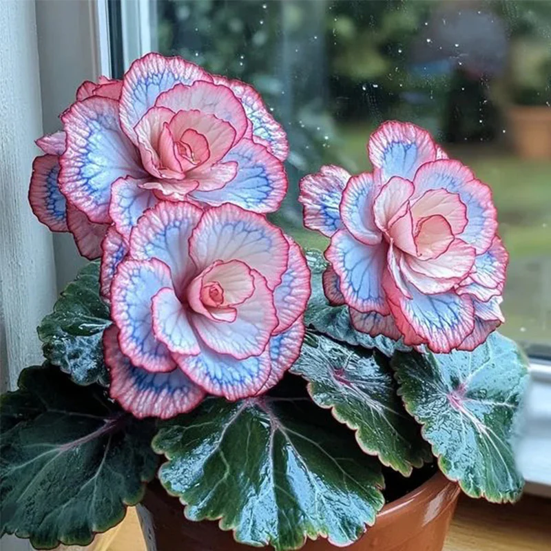 Begonia Rex 'Pink Neon' Seeds - Image 4