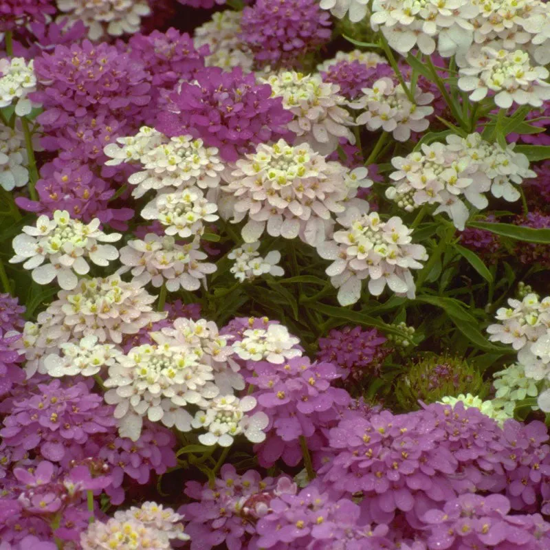 Beneficial Bug Haven Wildflower Seed Mix - Image 3
