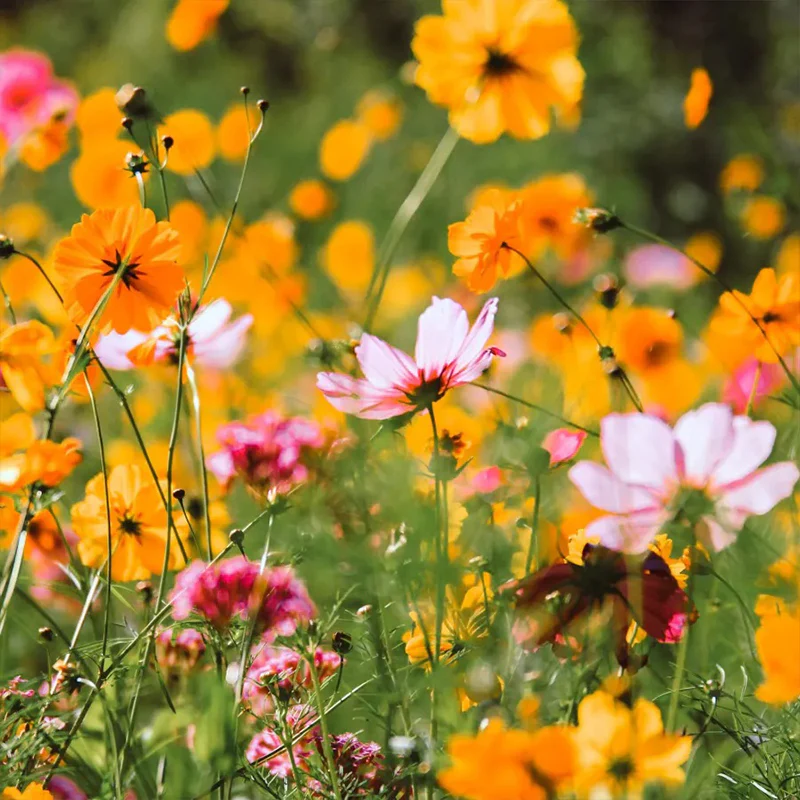 Beneficial Bug Haven Wildflower Seed Mix - Image 4