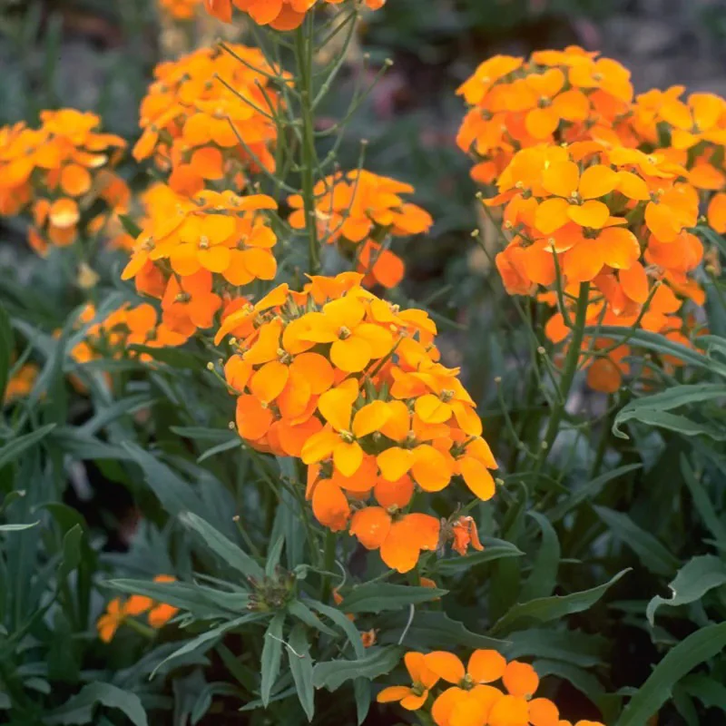 Beneficial Bug Haven Wildflower Seed Mix - Image 5