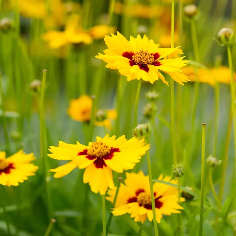 Beneficial Bug Haven Wildflower Seed Mix - Image 6