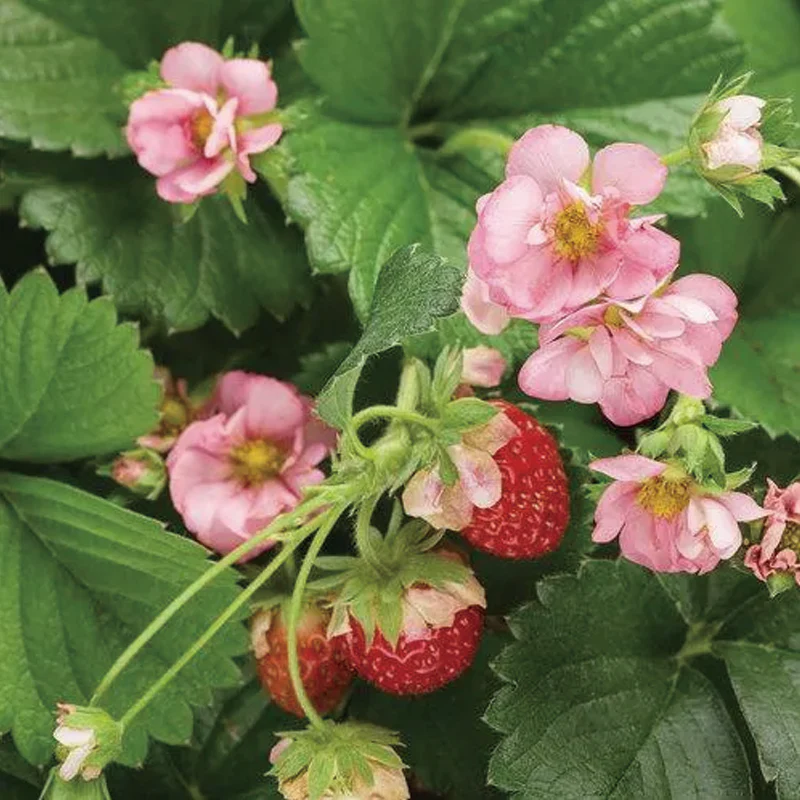 Berried Treasure Pink Strawberry - Image 2