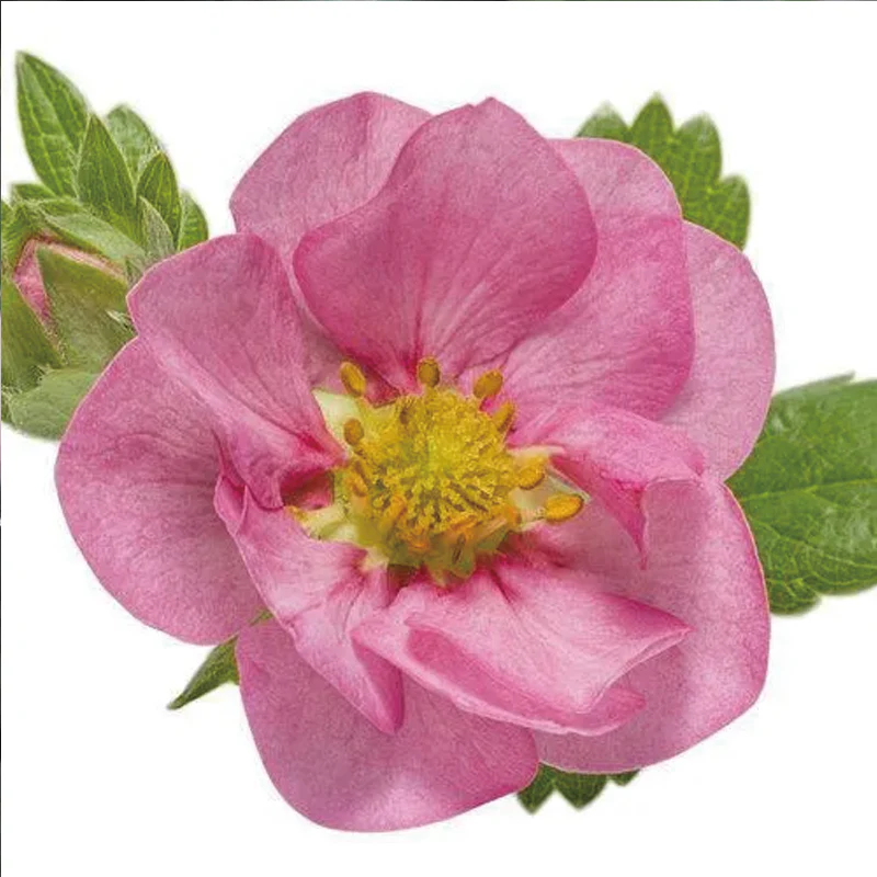 Berried Treasure Pink Strawberry - Image 4