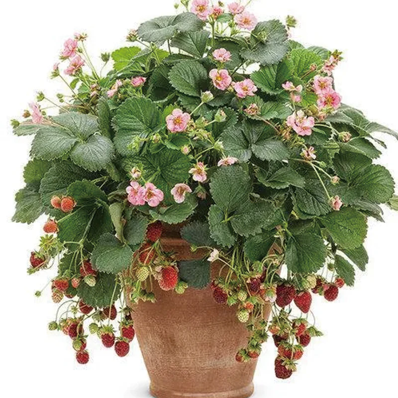 Berried Treasure Pink Strawberry - Image 7
