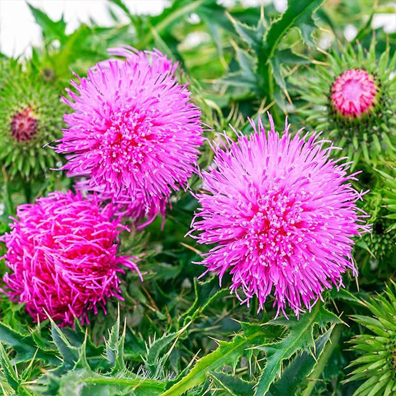 Biennial Milk Thistle Herb Seeds for Planting - Image 2