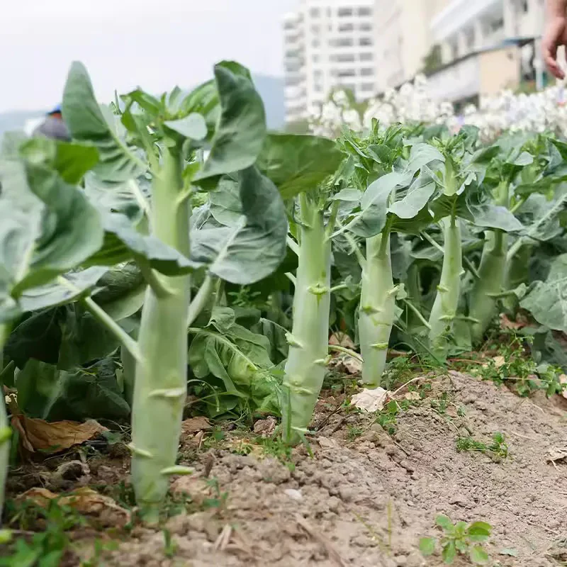 Big chicken leg kale Seeds - Image 5
